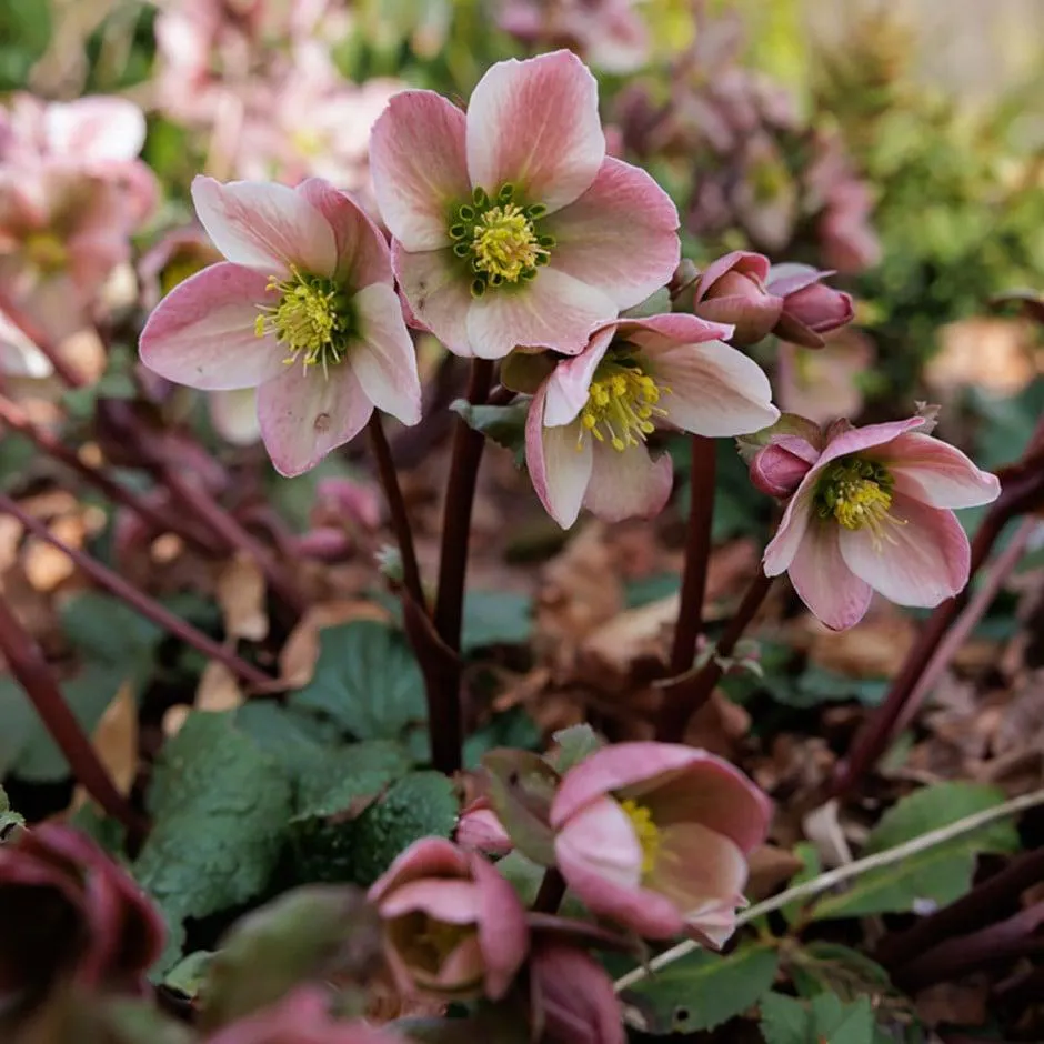 Helleborus × ericsmithii 'Pirouette' (PBR)
