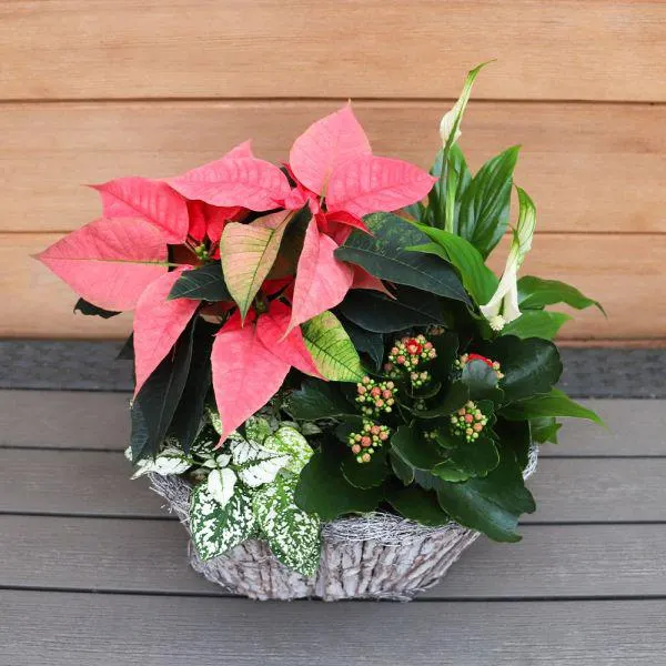 Indoors Winder Oval Whitewash Bark Pot Arrangement 28cm