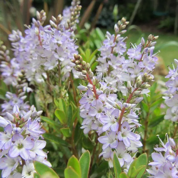 Hebe Margret 2 Litre