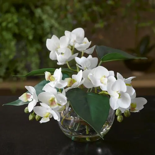 Phalaenopsis Orchid Bowl