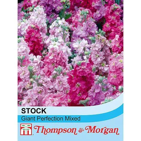 Stock 'Giant Perfection Mixed' - Seeds