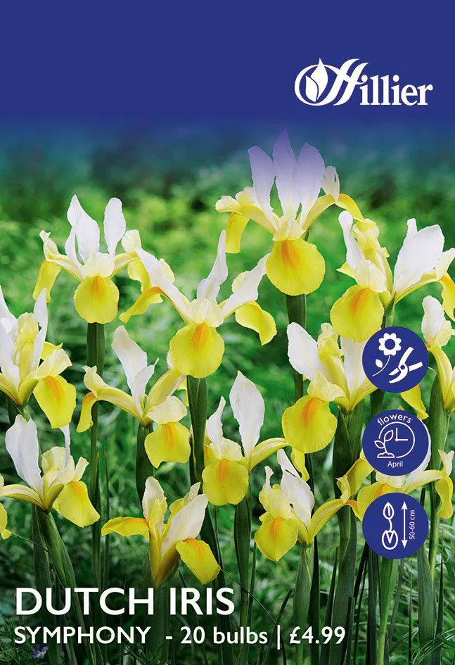 Dutch Iris Bulbs Symphony