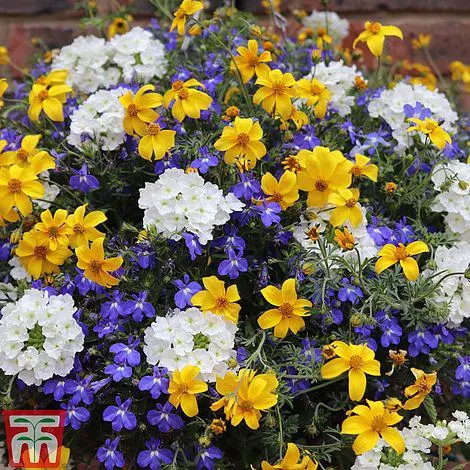 Buy two 35cm Pre-Planted Baskets ONLY £44.99