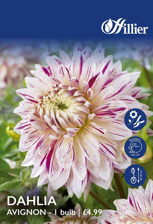 Dahlia Avignon Tubers