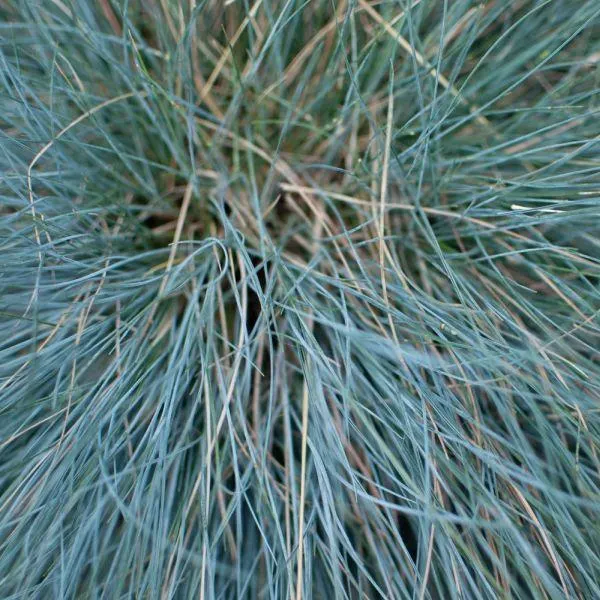 Festuca glauca 'Intense Blue®' - 2 Litre