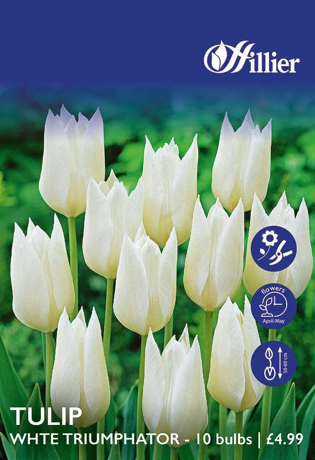 Tulip Bulbs White Triumphator