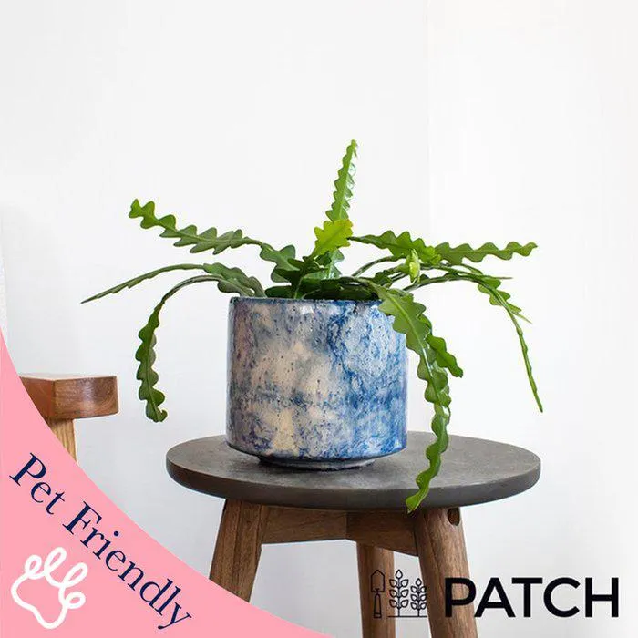 Patch ‘Kate the Fishbone Cactus’ With Pot