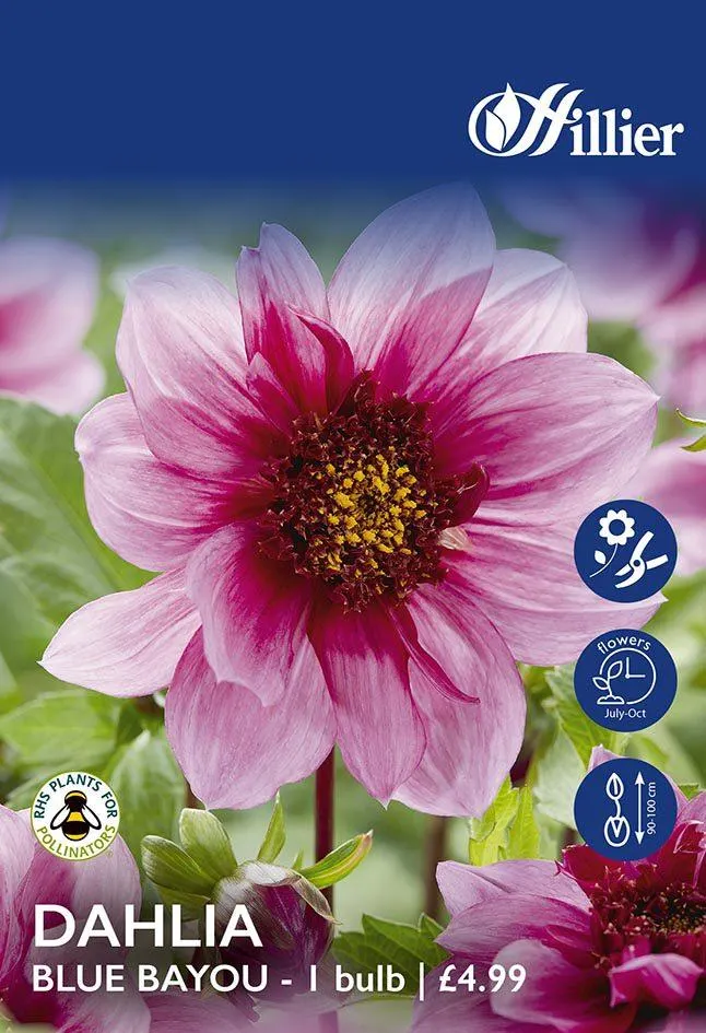 Dahlia Blue Bayou Tubers