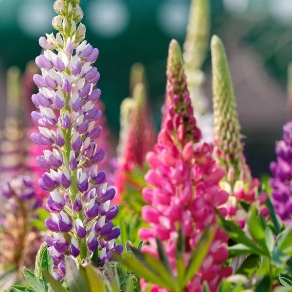 Lupin Collection 1 Litre