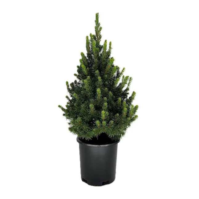 Dwarf Alberta Spruce Foundation/Hedge Shrub in 2.5 -Quart Pot 1 -Pack