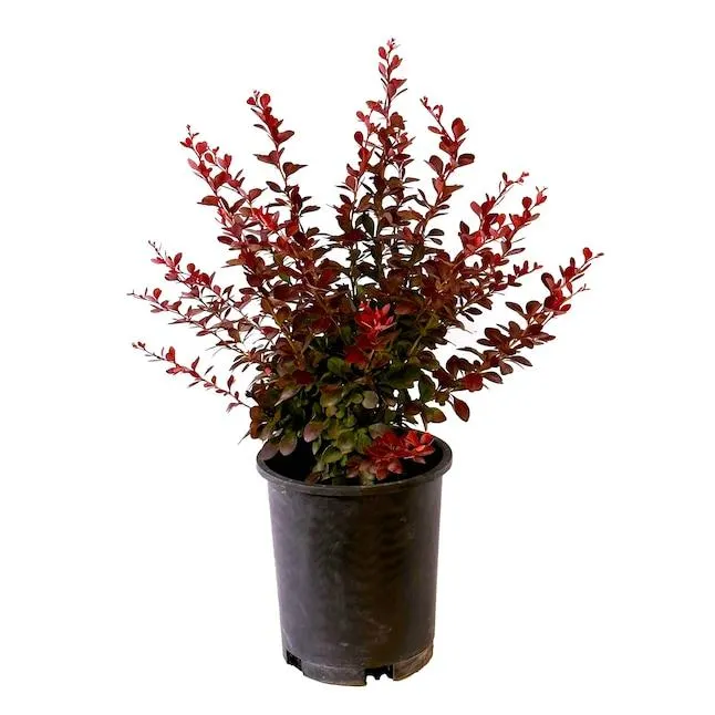 Barberry Crimson Pygmy Accent Shrub in 2.5 -Quart Pot 1.0 -Pack