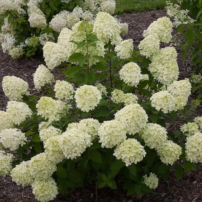 Proven Winners Little Lime Panicle Hydrangea (Paniculata) Flowering Shrub in 1 -Gallon Pot 1.0 -Pack with Multicolor Blooms