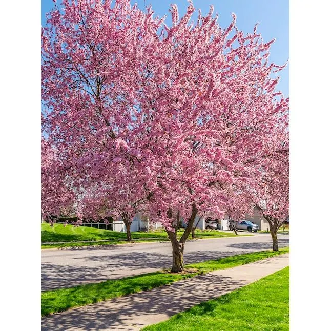 Southern Planters 7 -Gallon Pink Flowering Okame Cherry In pot (with soil)