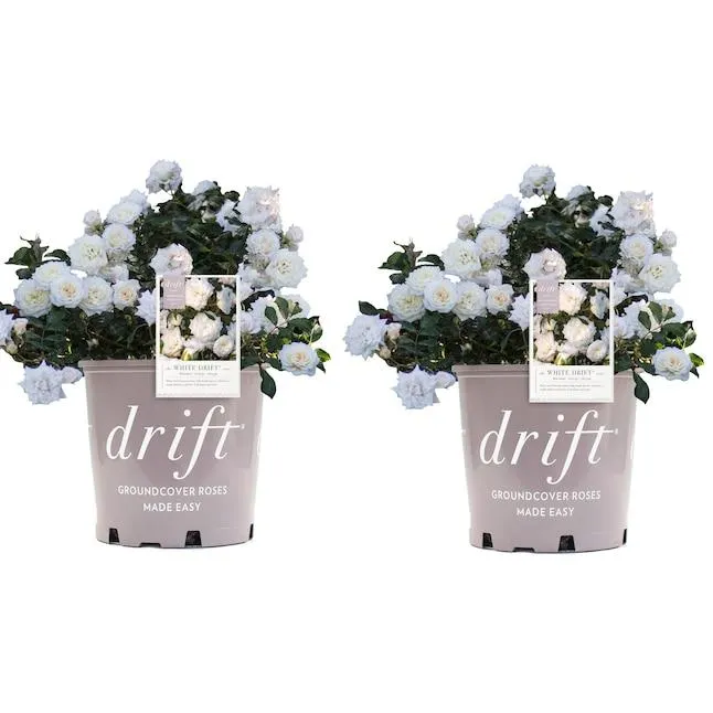 Drift Roses White White Drift Rose 1 -Gallon 2.0 -Pack in Pot