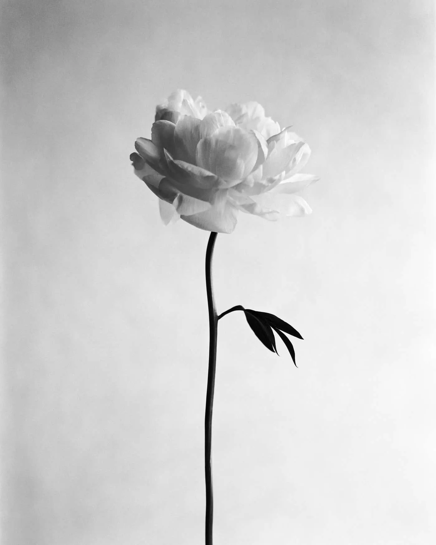 Ugne Pouwell Peony No.11 - analogue black and white floral photography, limited edition 20 2025
