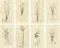 After James Sowerby, Botanical Illustrations of Spike-Rush and Bulrush Species, 1830s, Engravings, Set of 8
