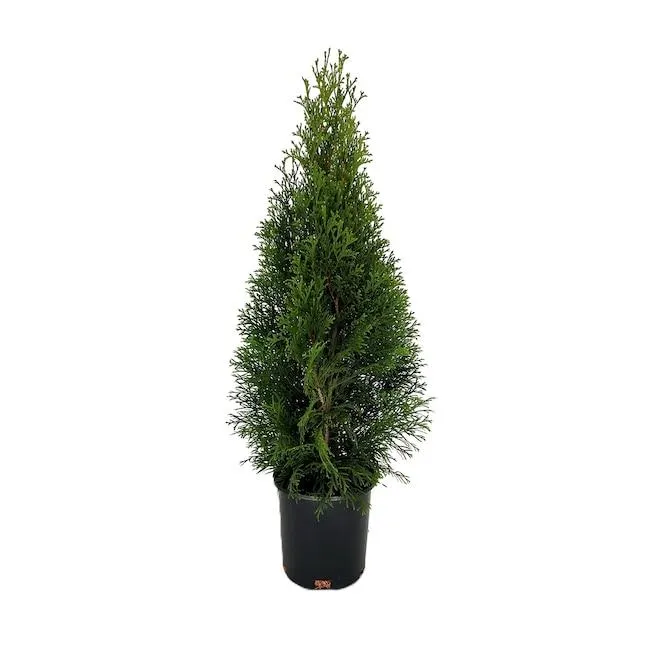 Emerald Green Arborvitae Screening Shrub in 2.5 -Quart Pot 1 -Pack