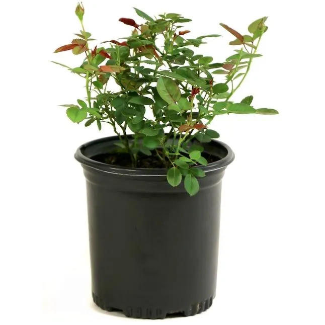 National Plant Network Multicolor 2-N-1 Freedom Rose 1 -Gallon Planter