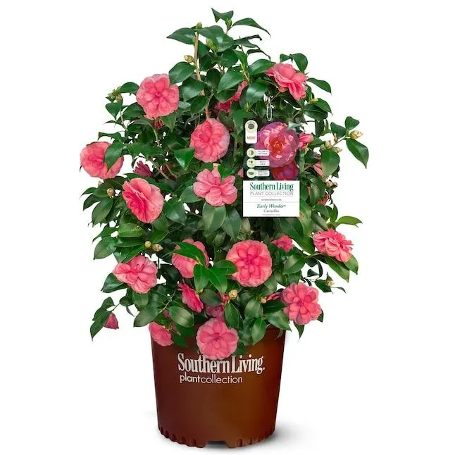 Southern Living Early Wonder Camellia Flowering Shrub in 2.5 -Quart Pot 1 -Pack with Pink Blooms