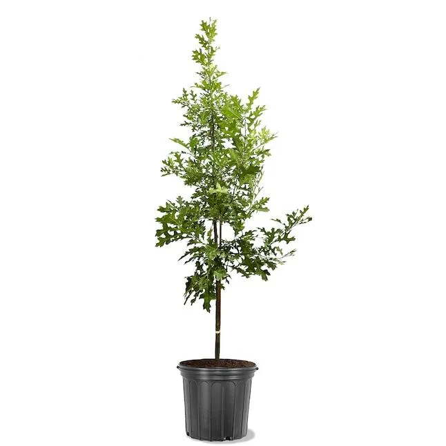 Southern Planters 5 -Gallon Green Shade Northern Red Oak In pot (with soil)