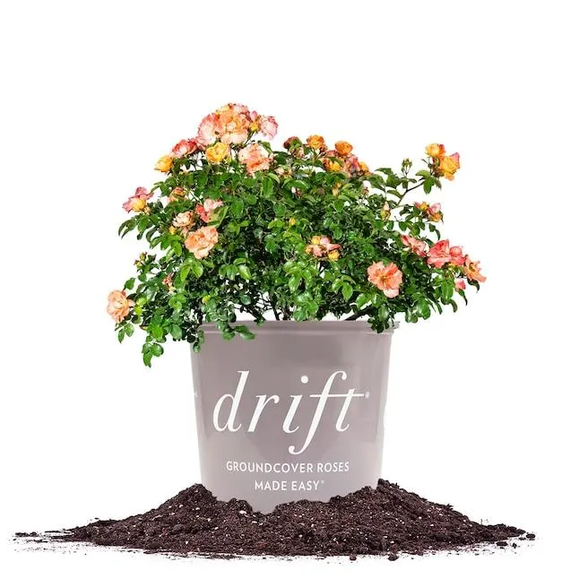 Perfect Plants Orange Peach Drift Rose 3 -Gallon 1 -Pack in Pot