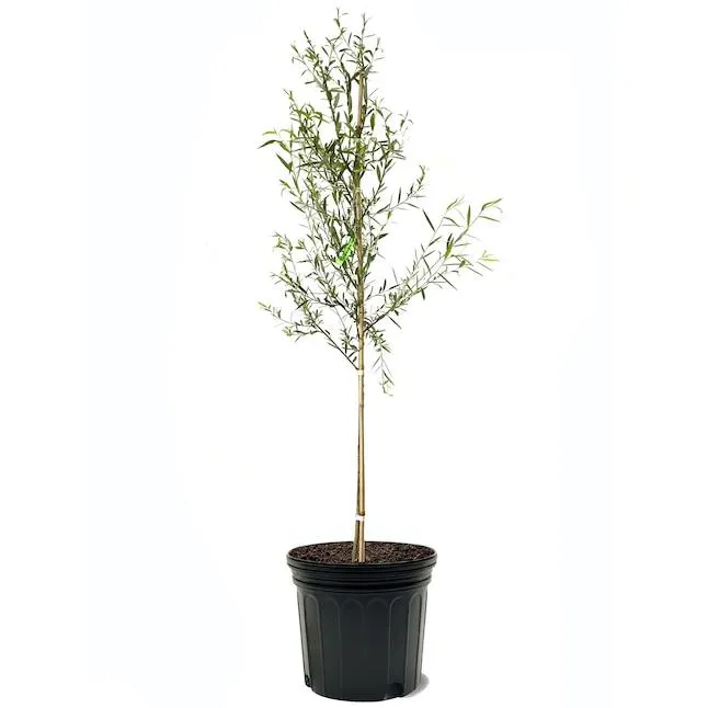 Southern Planters 7 -Gallon Shade Weeping Willow In pot (with soil)