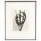Karl Blossfeldt, Natural Grace, 1942, Photogravure, Framed