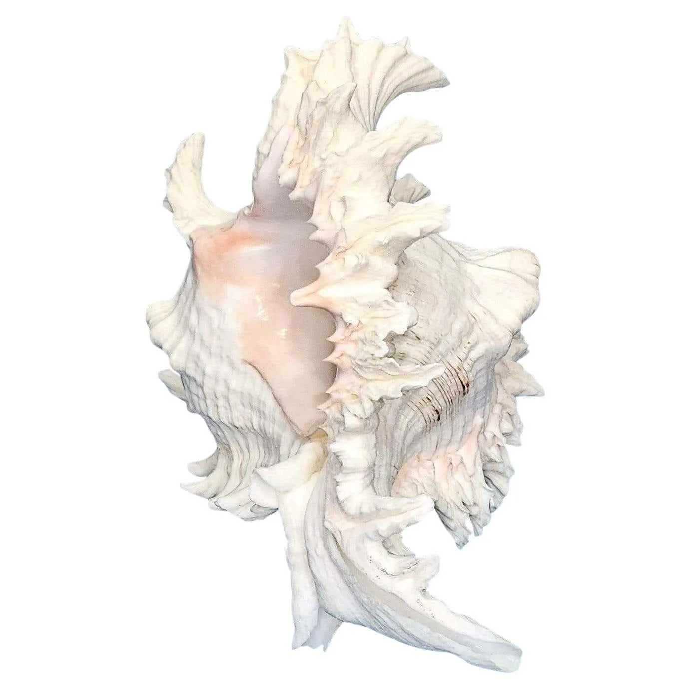Extra Large Spikey Conch (Chicoreus ramosus) White/Pink Sea Shell 10 Inches Long
