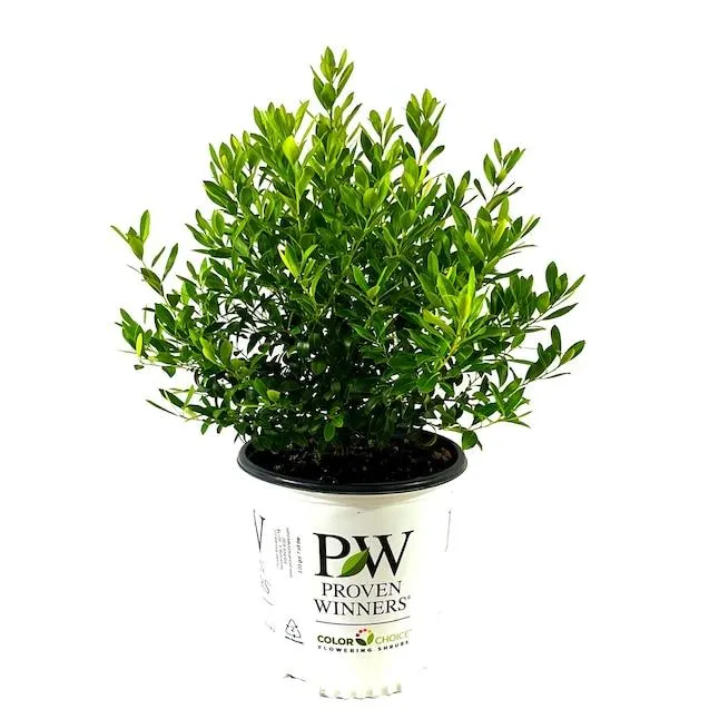 'Strongbox' Ilex Foundation/Hedge Shrub in 2 -Gallon Pot 1 -Pack