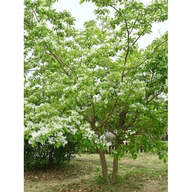 Southern Planters 5 -Gallon White Feature Chinese Fringe In pot (with soil)