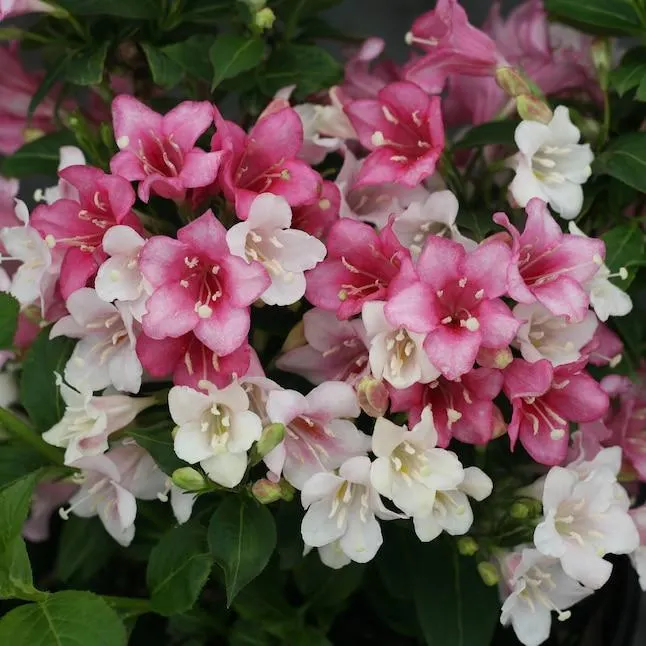 Proven Winners Czechmark Trilogy Weigela Flowering Shrub in 1 -Gallon Pot 1.0 -Pack with Multicolor Blooms