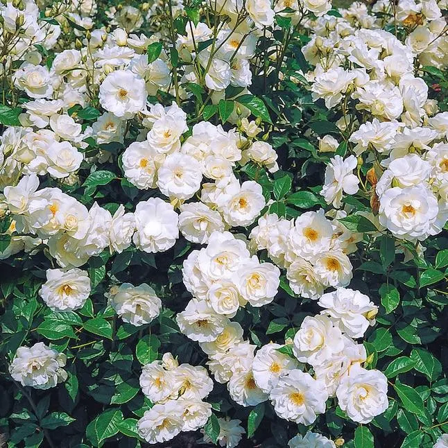 Spring Hill Nurseries White Flowering Iceberg Floribunda Rose 3 -Gallon 1 -Pack in Pot