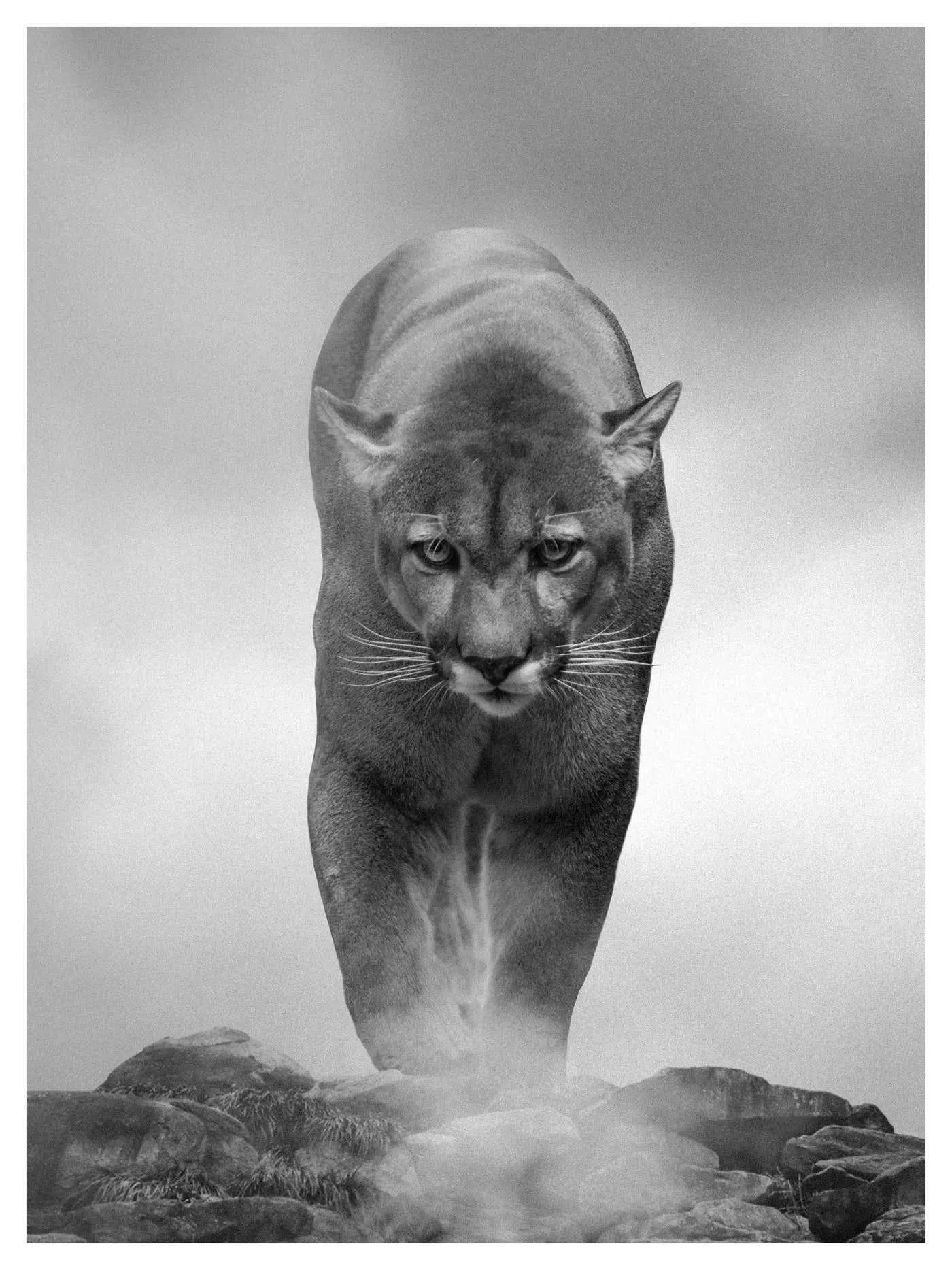 Shane Russeck 60x40 "King of the Mountain" Black & White Photography, Cougar, Mountain Lion 2018