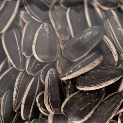 Raw In Shell Sunflower Seeds