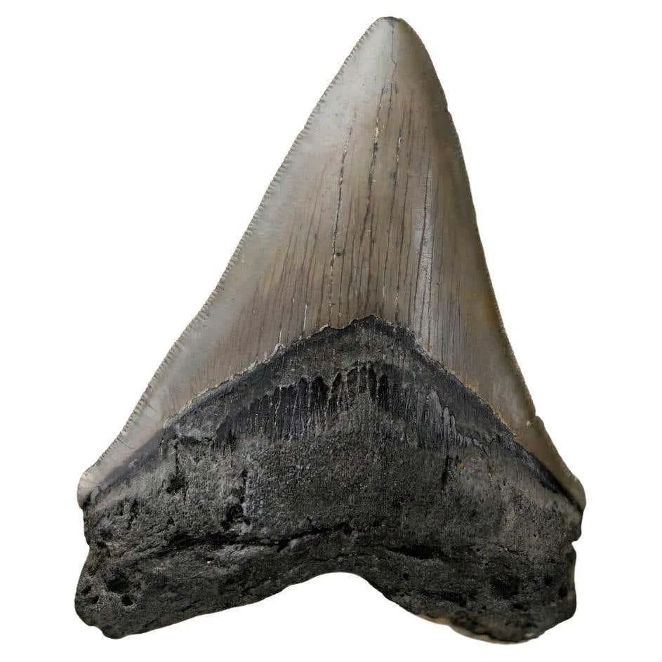 Megalodon Tooth – 4" High – Ver. III