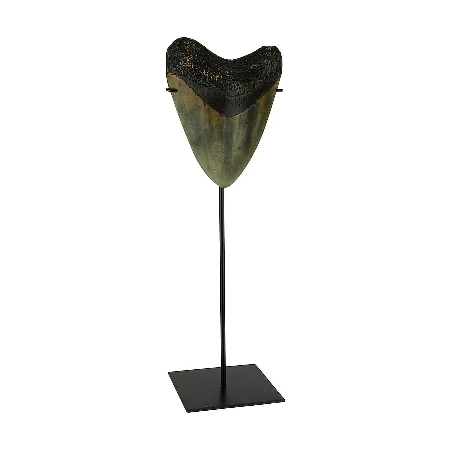 Zeckos Mounted Giant Megalodon Shark Tooth Fossil Sculpture
