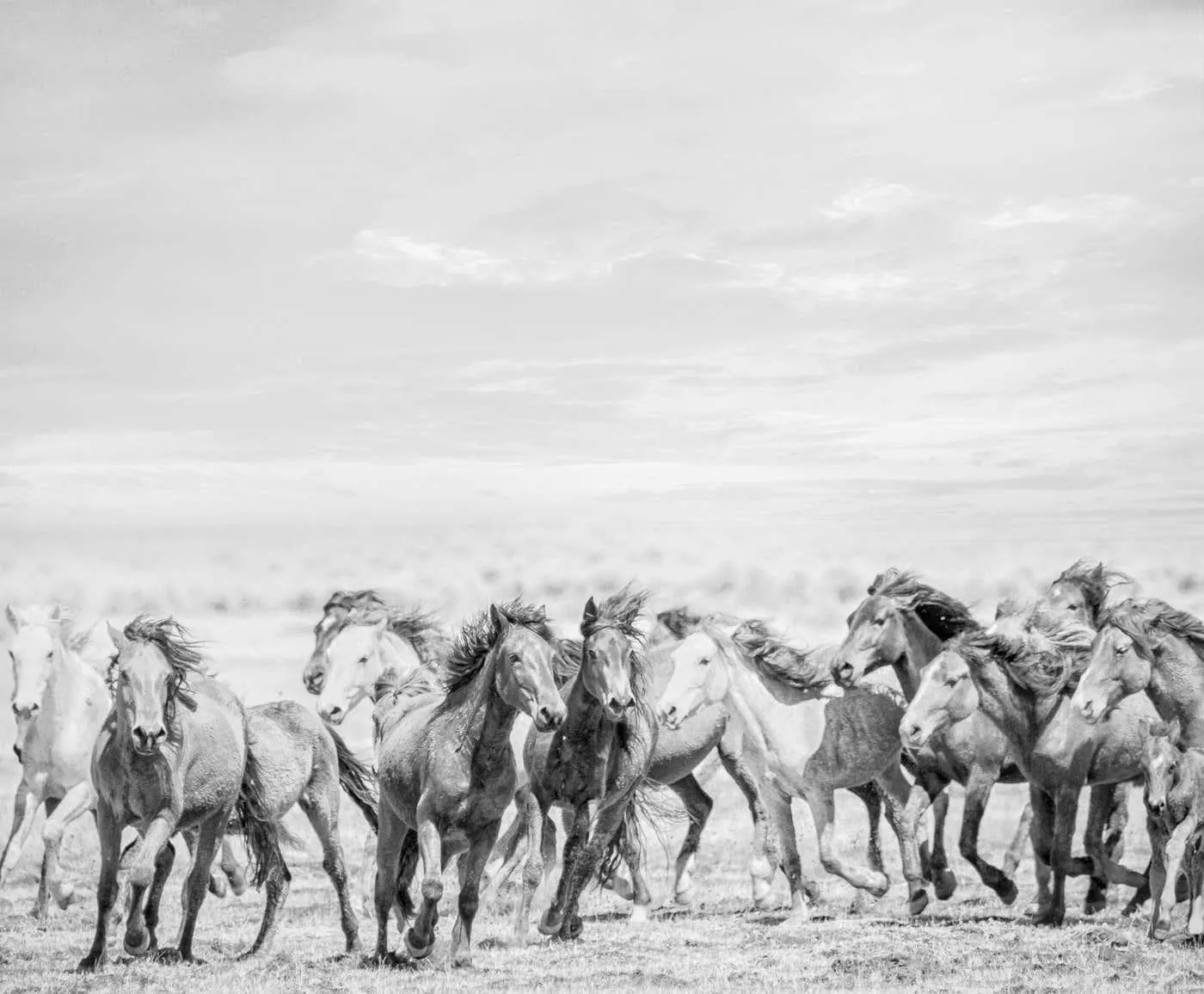 Shane Russeck"Go West" 50x60 - Black and White Photography Wild Horses Photograph Mustangs 2018