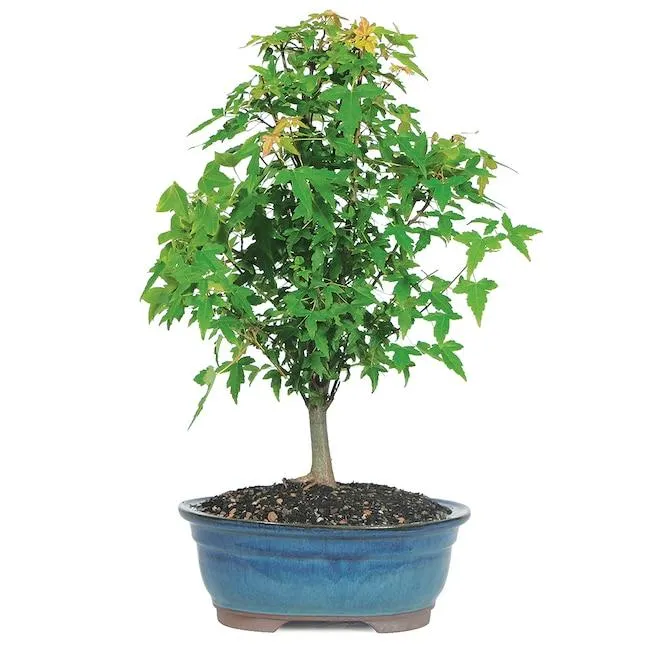 Brussel's Bonsai 8.0 -in Feature Trident Maple In pot (with soil)