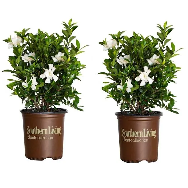 Southern Living Plant Collection White Jubilation Gardenia Flowering Shrub in 2.50 -Quart Pot 2.0 -Pack