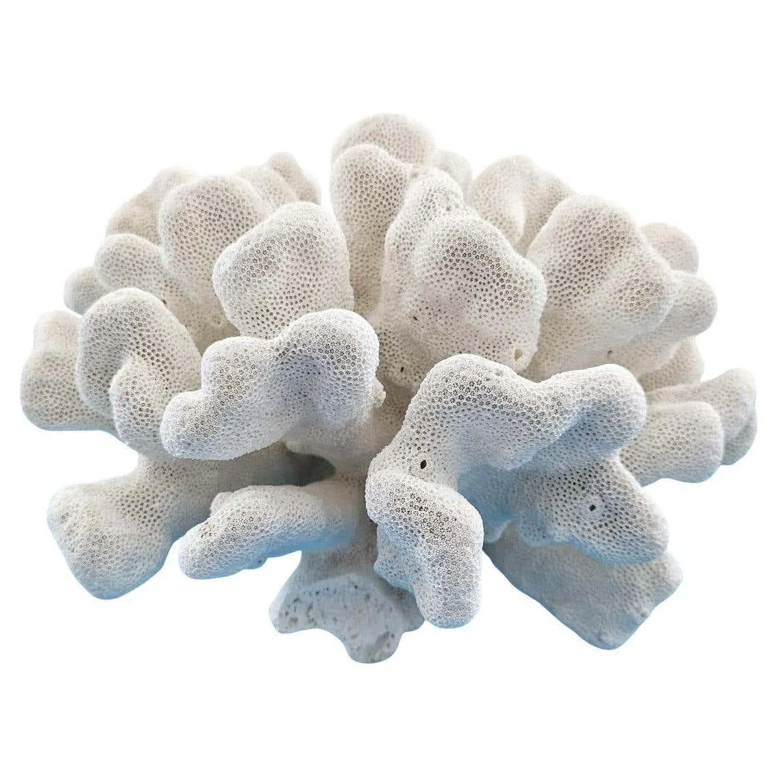 Large Cat's Paw Coral, Stylophora Natural Specimen (ships USA only) Beach Decor
