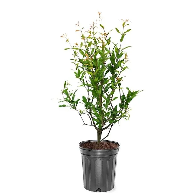 Southern Planters 1 -Gallon Red Fruit Russian Pomegranate In pot (with soil)