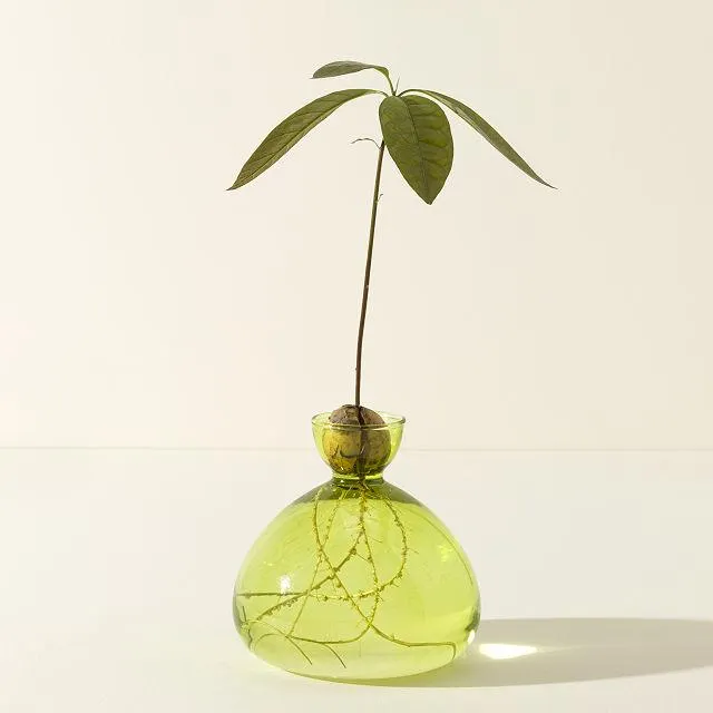 Avocado Vase