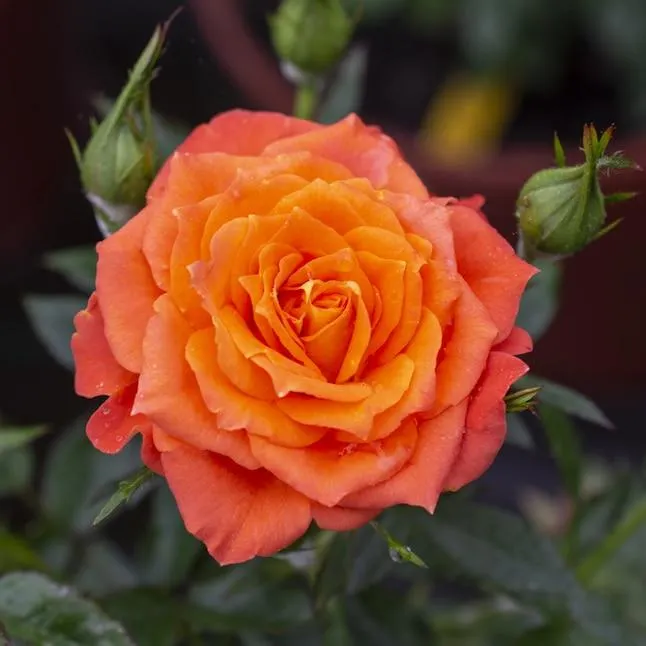 National Plant Network Orange Amber Sunblaze 2 -Gallon 1 -Pack in Pot