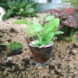 Rusty Zinc Miniature Metal Pail With Plant