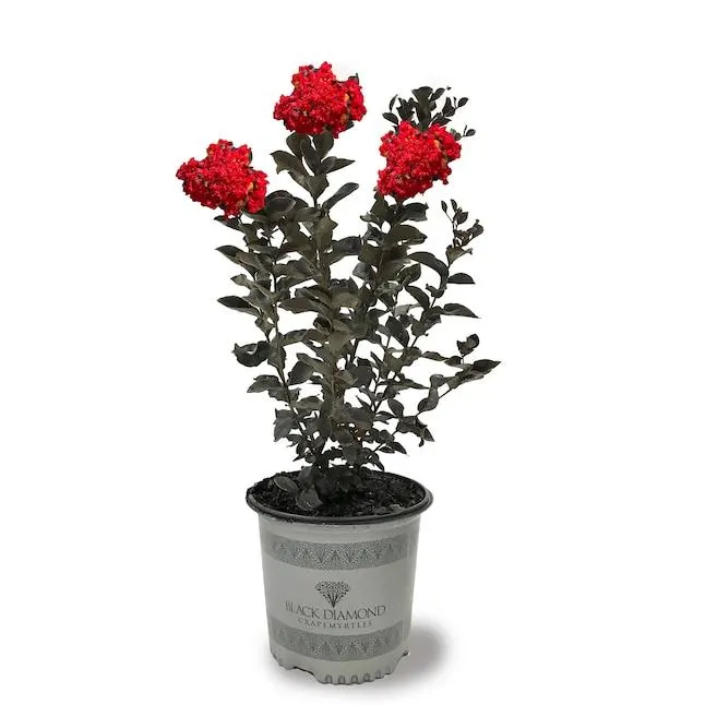 Black Diamond 1 Count Red Flowering Crape Myrtle In pot (with soil)