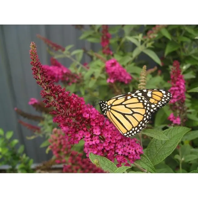 Proven Winners 'Miss Molly' Butterfly Bush (Buddleia) Flowering Shrub in 1 -Quart Pot 1.0 -Pack with Red Blooms