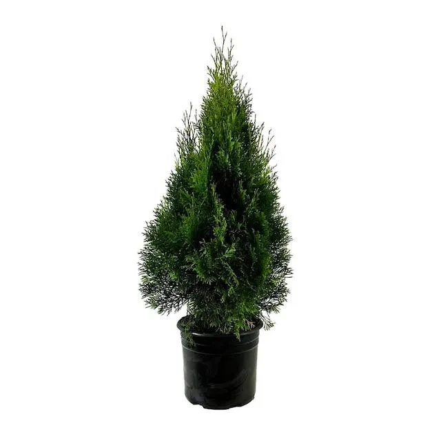 Emerald Green Arborvitae (2.25 Gallon) Screening Shrub in 2.25 -Gallon Pot 1.0 -Pack