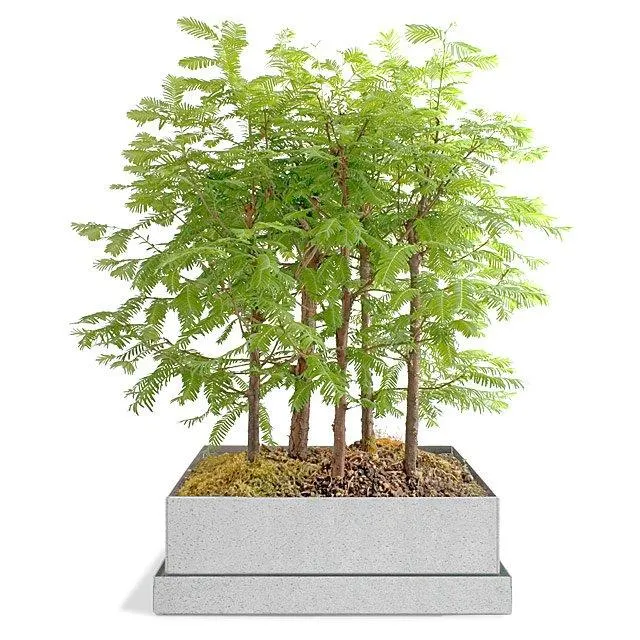 Dawn Redwood Bonsai Forest