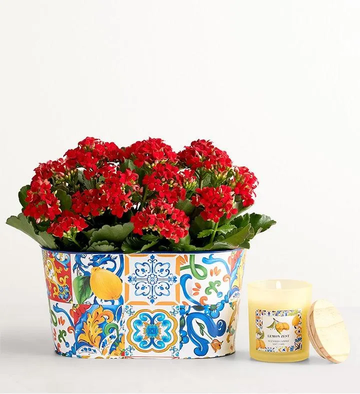 Mediterranean Citrus Kalanchoe