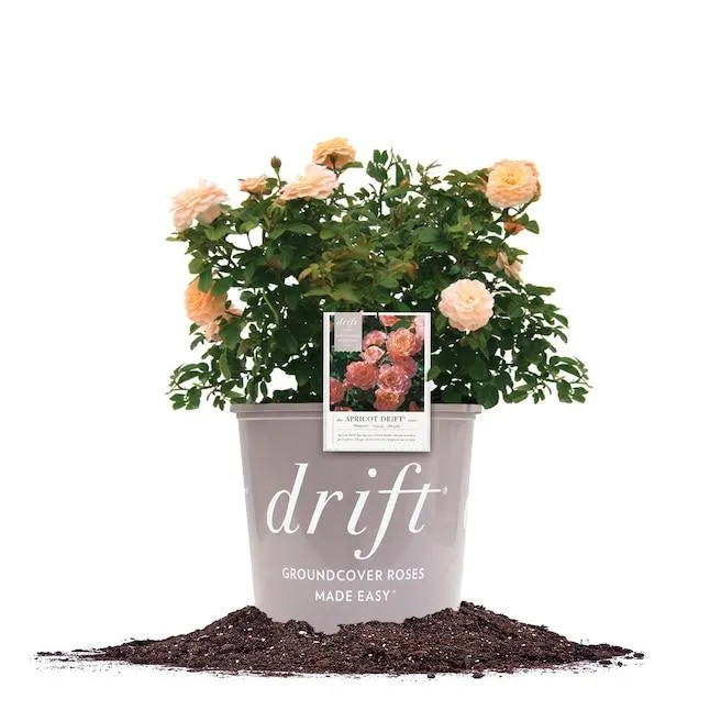 Perfect Plants Pink Apricot Drift Rose 1 -Gallon Pot